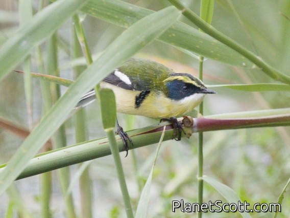 Many-colored Rush Tyrant (Tachuris rubrigastra)