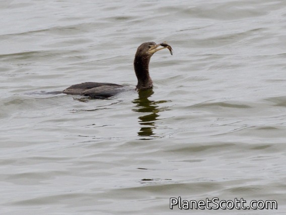 Neotropic Cormorant (Nannopterum brasilianum)