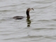 Neotropic Cormorant (Nannopterum brasilianum)