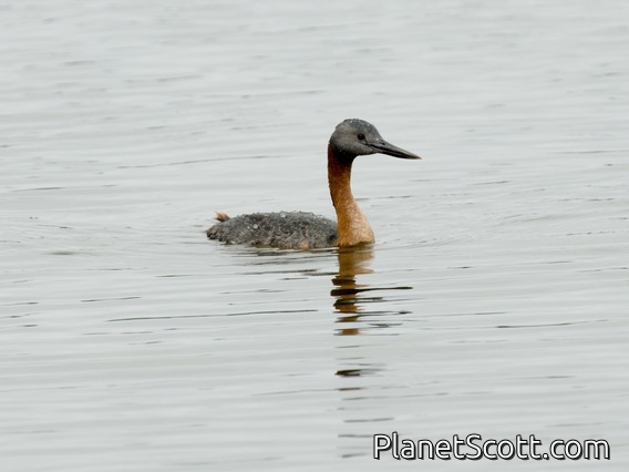 Great Grebe (Podiceps major)