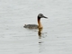 Great Grebe (Podiceps major)
