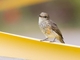 Vermilion Flycatcher (Pyrocephalus rubinus) - Juvenile