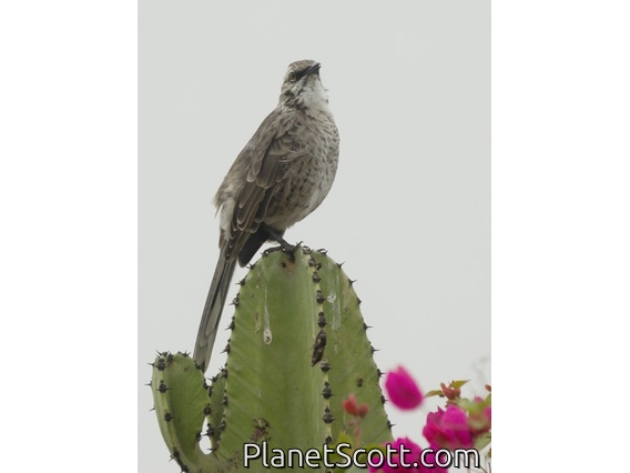 Long-tailed Mockingbird (Mimus longicaudatus)