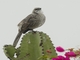 Long-tailed Mockingbird (Mimus longicaudatus)