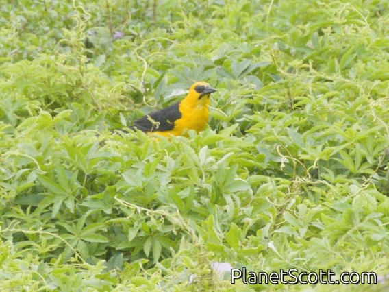 Yellow-hooded Blackbird (Chrysomus icterocephalus)
