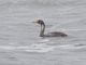 Red-legged Cormorant (Poikilocarbo gaimardi)