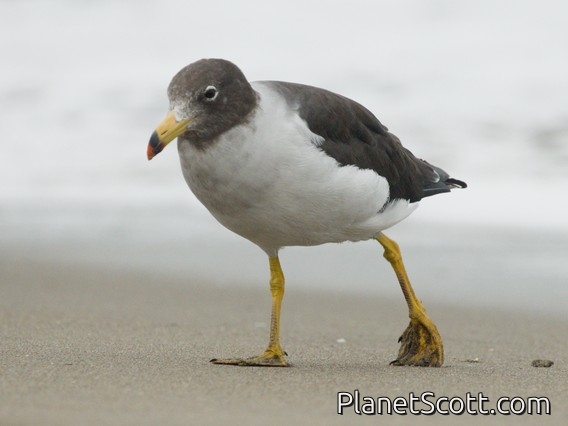 Belcher's Gull (Larus belcheri)