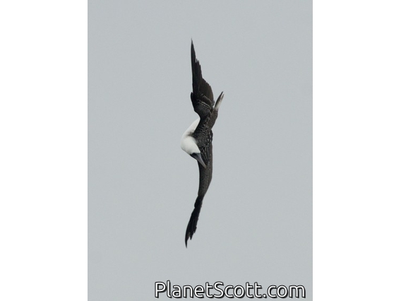 Peruvian Booby (Sula variegata)