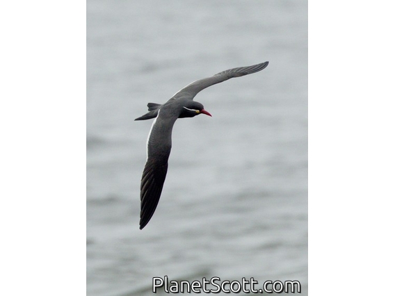 Inca Tern (Larosterna inca)