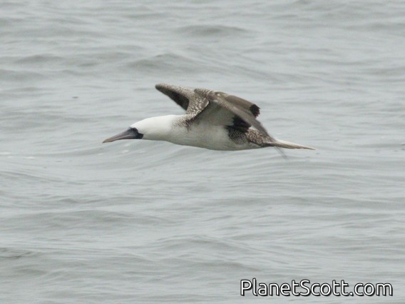Peruvian Booby (Sula variegata)