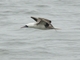 Peruvian Booby (Sula variegata)