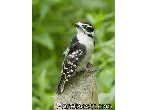 Downy Woodpecker (Dryobates pubescens)