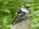 Downy Woodpecker (Dryobates pubescens)