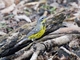 Magnolia Warbler (Setophaga magnolia)