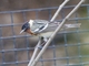 Bay-breasted Warbler (Setophaga castanea)