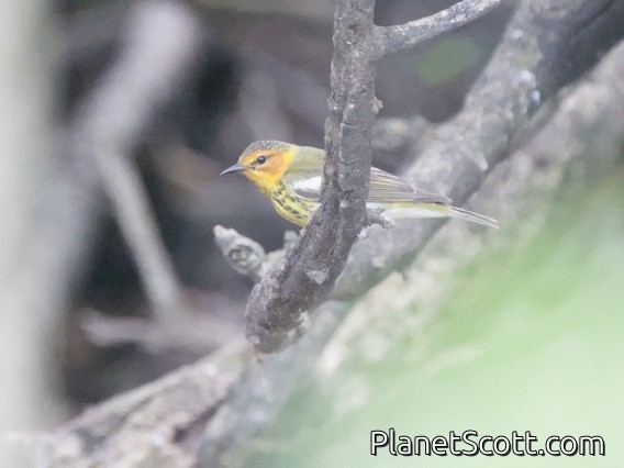 Cape May Warbler (Setophaga tigrina)