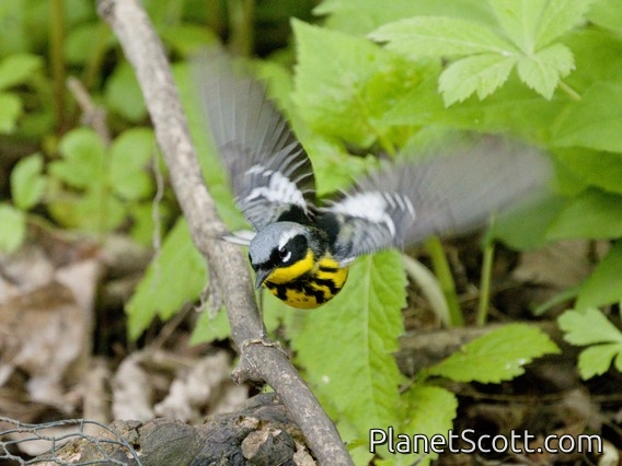 Magnolia Warbler (Setophaga magnolia)