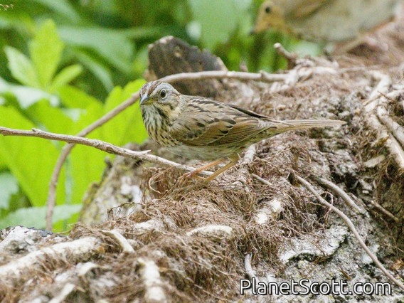 Lincoln's Sparrow (Melospiza lincolnii)