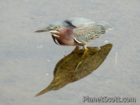 Green Heron (Butorides virescens)