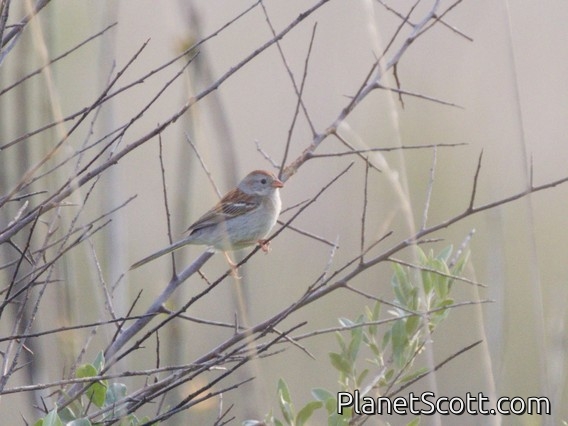 Field Sparrow (Spizella pusilla)