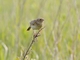 Grasshopper Sparrow (Ammodramus savannarum)
