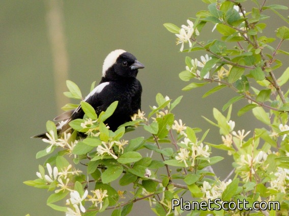 Bobolink (Dolichonyx oryzivorus)