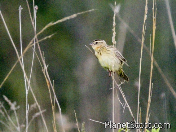 Bobolink (Dolichonyx oryzivorus)