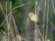 Bobolink (Dolichonyx oryzivorus)