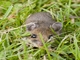White-footed Mouse (Peromyscus leucopus)