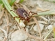 American Dog Tick (Dermacentor variabilis)