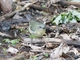 Black-throated Blue Warbler (Setophaga caerulescens)