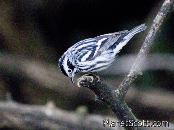Black-and-white Warbler (Mniotilta varia)