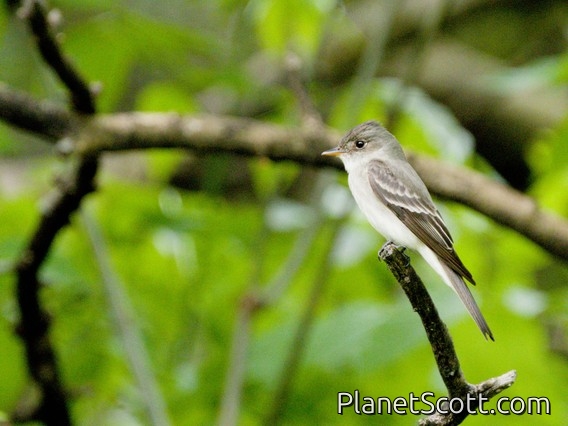 Eastern Wood-Pewee (Contopus virens)