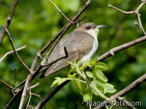 Black-billed Cuckoo (Coccyzus erythropthalmus)