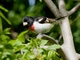 Rose-breasted Grosbeak (Pheucticus ludovicianus)