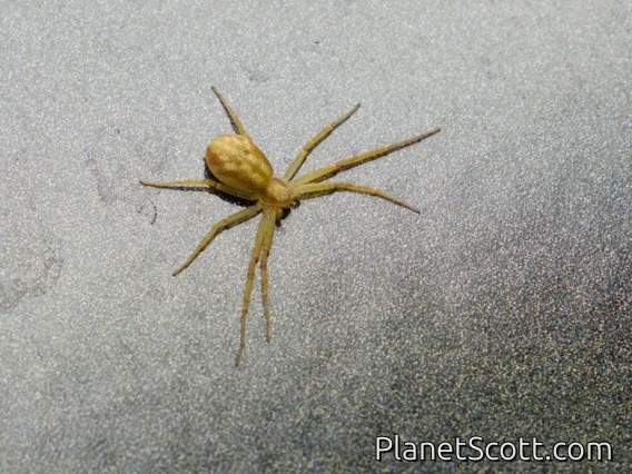 Running Crab Spider (Philodromus sp)
