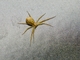 Running Crab Spider (Philodromus sp)