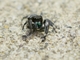 Bold Jumping Spider (Phidippus audax)