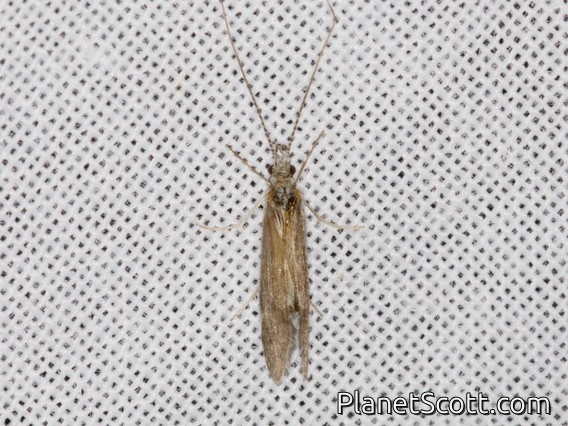 Net-spinning Caddisfly (Hydropsychidae sp)