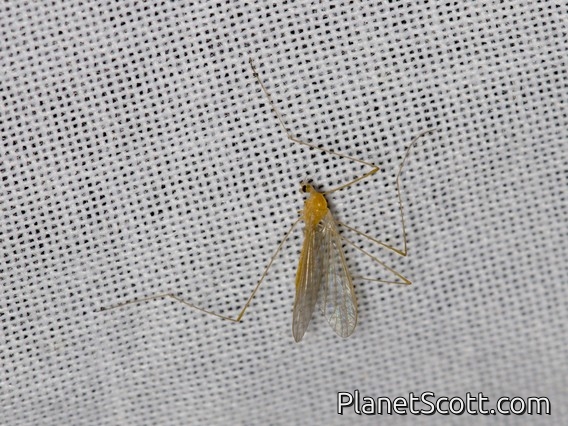 Crane Fly (Phoroctenia vittata)