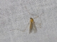 Crane Fly (Phoroctenia vittata)