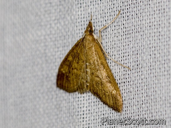 Pearl Moth (Mecyna mustelinalis)