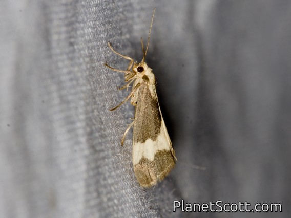 Lichen Moth (Cisthene faustinula)
