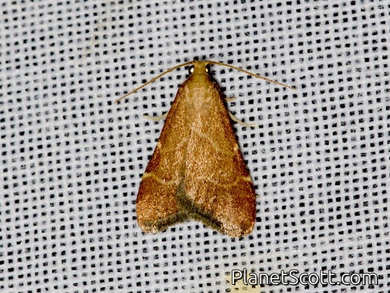 Scaly-legged Pyralid Snout Moth (Arta epicoenalis)