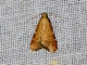 Scaly-legged Pyralid Snout Moth (Arta epicoenalis)