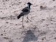 Blacksmith Lapwing (Vanellus armatus)