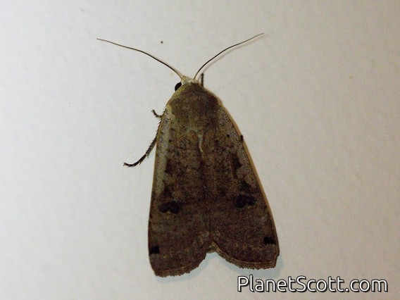 Large Yellow Underwing (Noctua pronuba)