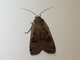 Large Yellow Underwing (Noctua pronuba)