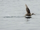Northern Fulmar (Fulmarus glacialis)