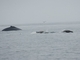 California Sea Lion (Zalophus californianus)